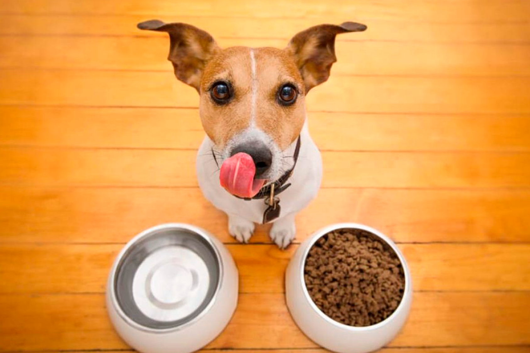 Alimentos para mascotas con alergias: una guía para elegir la mejor opción Alimentos para mascotas con alergias: una guía para elegir la mejor opción